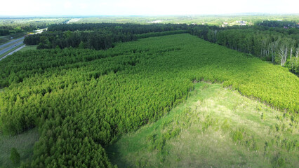 Cultivated forest with pine trees in straight lines