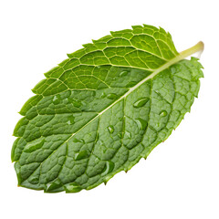 Obraz premium A small sprig of fresh mint leaves herb isolated on a transparent background png