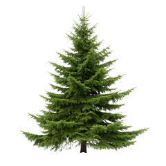 Fototapeta premium An evergreen green fir tree in a forest landscape isolated on a transparent background png