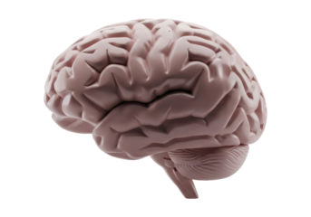 Detailed Anatomical Brain Structure Isolated on Black Background Highlighting Neural Networks and Cognitive Functions in a Medical Illustration