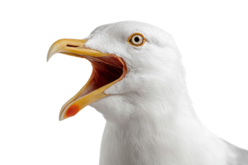 A seagull with its beak open and its mouth wide open