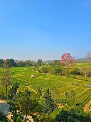 Obraz premium A panoramic view of lush green fields under a clear blue sky. The serene landscape features various trees and vibrant colors, ideal for nature lovers and outdoor enthusiasts.