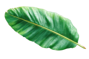 Close-up of a vibrant green banana leaf