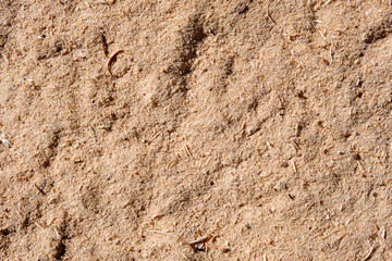 Forest sand with small remains of natural debris
