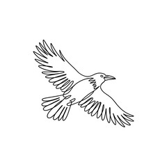 Black bird in flight with wings spread wide flying white