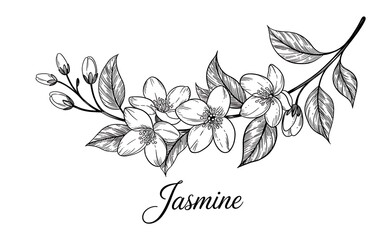 Black and white line drawing of a jasmine flower branch with buds and leaves on a white background floral