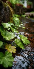 Close-up image of green plants in a small stream in a village.