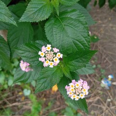 wild flowers in the forest