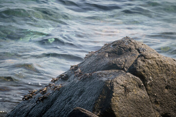 Cangrejos en la piedra