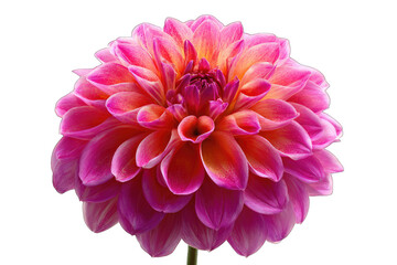 Vibrant pink and orange dahlia