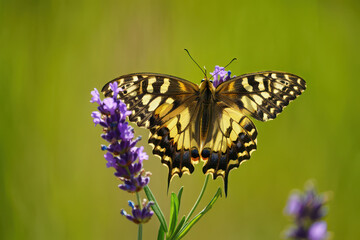 Naklejka premium A colorful butterfly with intricate wing patterns rests on a vibrant purple lavender flower