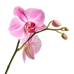 Obraz premium A single beautiful pink orchid flower in bloom isolated on a transparent background png