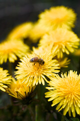 bee on dandelion