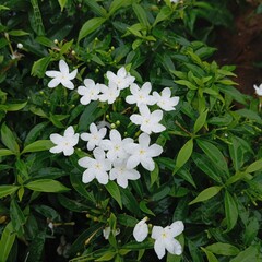 white flowers in the garden