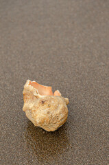 Gently resting on wet sand, a lone seashell mirrors itself in the tide's soft retreat-a serene scene evoking mindfulness, inner calm, and the rhythm of nature.