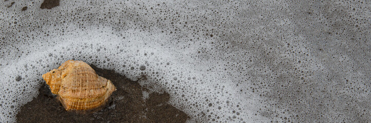 One delicate shell rests on the moist shoreline, surrounded by silence and simplicity. A quiet...