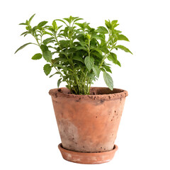 Fototapeta premium A single green houseplant in a terracotta pot isolated on a transparent background png