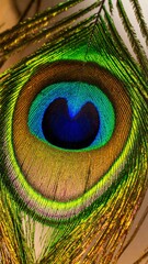 Obraz premium Vibrant peacock feather eye with iridescent green blue and gold hues image