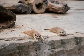meerkat on guard