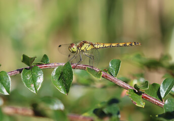 Große Heidelibelle - Common Darter © Studio M. Brix