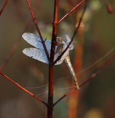 Große Heidelibelle - Common Darter