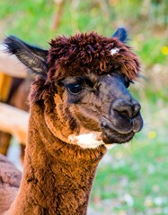 Fototapeta premium Close-up of a dark brown alpaca's head and neck