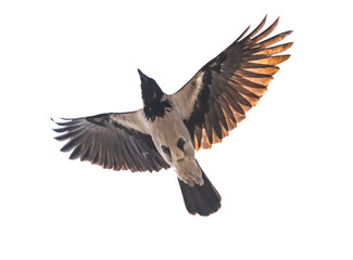 Fototapeta premium A bird with black and white feathers is flying in the air