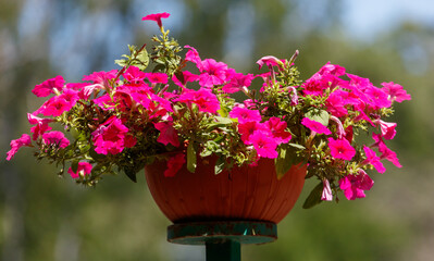 Large pink flower pot with a bunch of pink flowers in it