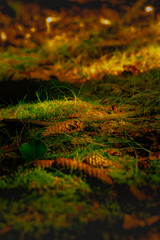 summer evening in the forest, pine cone on the ground surrounded by grass and leaves