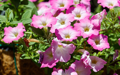Bunch of pink and white flowers