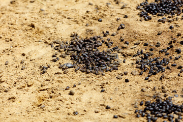 Pile of black bugs on the ground