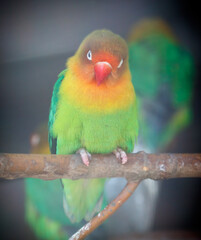 Green and yellow bird is perched on a branch