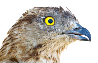 Bird with a yellow beak and yellow eyes