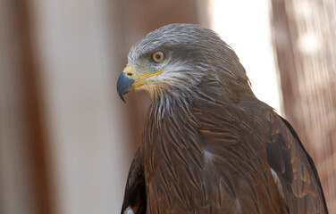 A bird with a brown head and white feathers