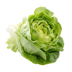A single head of trocadero or butter lettuce isolated on a transparent background png