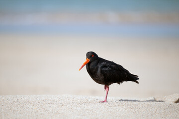 Oystercatcher at the Opoutere beach on the Coromandel peninsula in New Zealand.