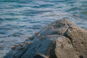 Cangrejos negros en una piedra 