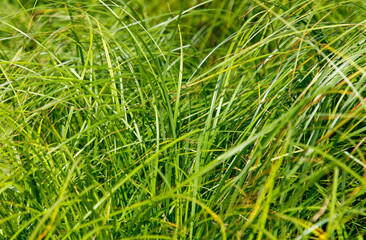 Field of green grass with some brown spots