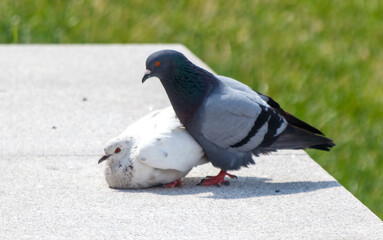 Two pigeons are standing on a cement ledge