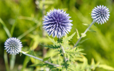 Three purple flowers are on a green bush