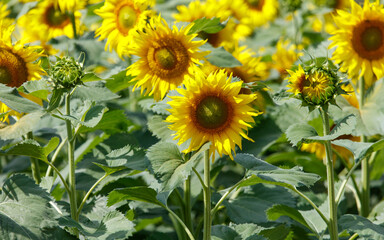 A field of yellow sunflowers with green leaves