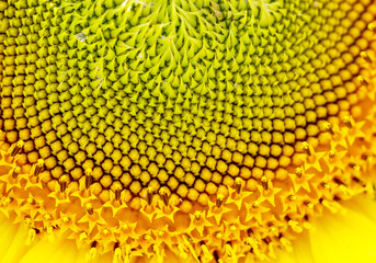 The yellow flower has a very intricate pattern of small yellow dots