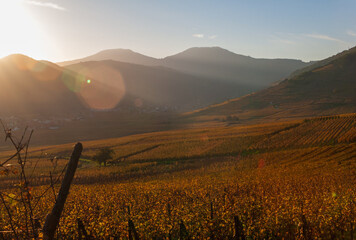 Piémont viticole de la vallée de Kaysersberg sous le soleil de l'automne, CEA, Alsace, Grand Est, France