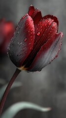 Deep Red Tulip Close Up