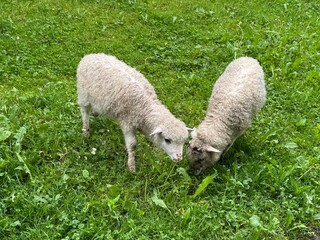 Lambs grazing in the meadow