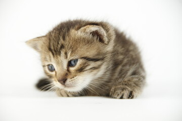 Cute kitten in white background