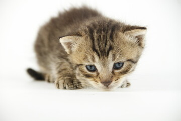 Fototapeta premium Cute kitten in white background