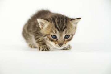 Cute kitten in white background