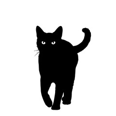 Obraz premium Mysterious black cat silhouette walking forward with glowing eyes. Isolated domestic feline pet animal on a white background.