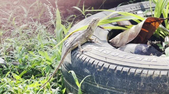Lizard in a garden resting under sunlight and looking around